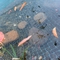 Bons ratons laveurs de Mesh Pond Netting Heron For de preuve superpuissante d'enfant